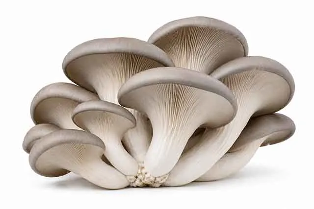 Shroomivore Harvest LLP