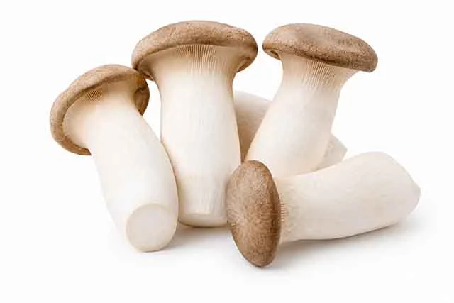 Shroomivore Harvest LLP