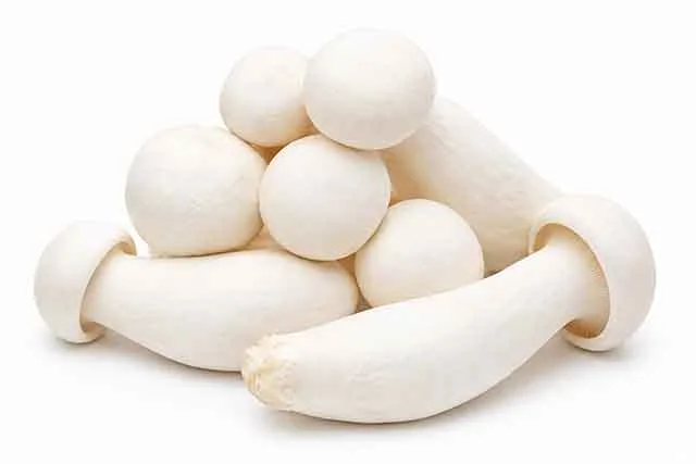 Shroomivore Harvest LLP