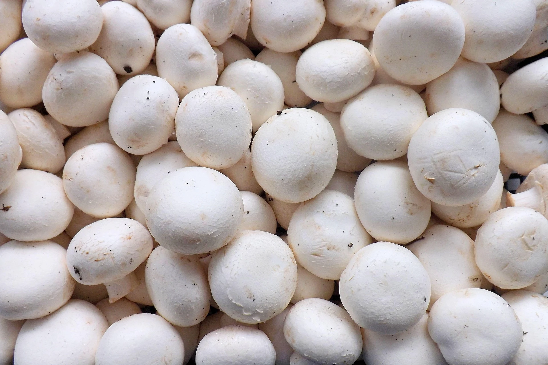 Premium mushroom products by Shroomivore Harvest LLP