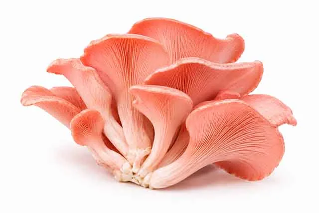 Shroomivore Harvest LLP